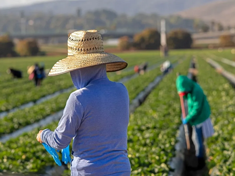 Trabajadores del campo en estados unidos